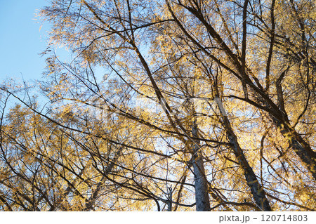 カラマツの森 120714803