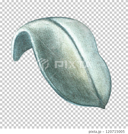 The green leaf of the plant. A hand-drawn watercolor illustration. Highlight it. An element for the design of packaging, postcards and labels. For decor, flyers and posters and more. The green leaf of the plant. A hand-drawn watercolor illustration. Highlight it. An element for the design of packaging, postcards and labels. For decor, flyers and posters and more. 120715005