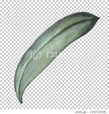 The green leaf of the plant. A hand-drawn watercolor illustration. Highlight it. An element for the design of packaging, postcards and labels. For banners, flyers, flyers and posters and more. The green leaf of the plant. A hand-drawn watercolor illustration. Highlight it. An element for the design of packaging, postcards and labels. For banners, flyers, flyers and posters and more. 120715006