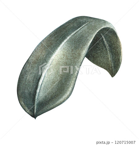 The green leaf of the plant. A hand-drawn watercolor illustration. Highlight it. An element for the design of packaging, postcards and labels. For banners, flyers, flyers and posters. The green leaf of the plant. A hand-drawn watercolor illustration. Highlight it. An element for the design of packaging, postcards and labels. For banners, flyers, flyers and posters. 120715007