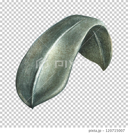 The green leaf of the plant. A hand-drawn watercolor illustration. Highlight it. An element for the design of packaging, postcards and labels. For banners, flyers, flyers and posters. The green leaf of the plant. A hand-drawn watercolor illustration. Highlight it. An element for the design of packaging, postcards and labels. For banners, flyers, flyers and posters. 120715007
