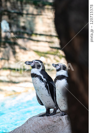 ペンギンのカップル ペンギンのカップル 120715378