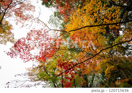 鮮やかな紅葉 120715636