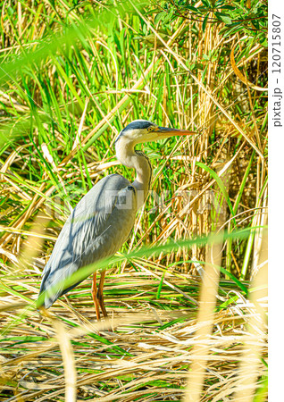 稲穂に止まるアオサギ 120715807