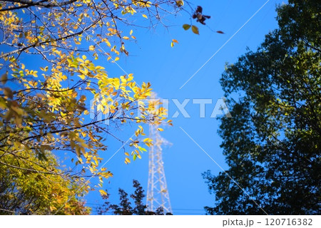 紅葉した桜と鉄塔 - 秋空の調和 紅葉した桜と鉄塔 - 秋空の調和 120716382