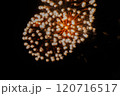 花火 120716517
