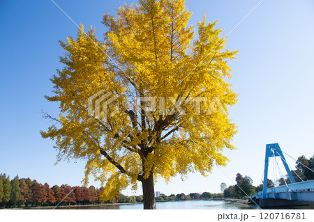 イチョウの木 120716781