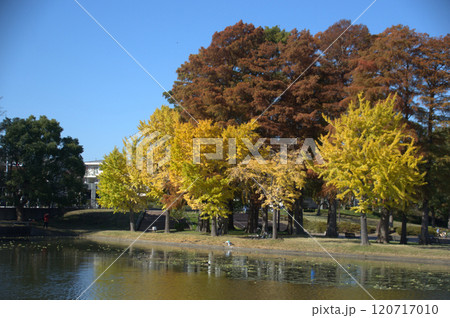 紅葉 紅葉 120717010