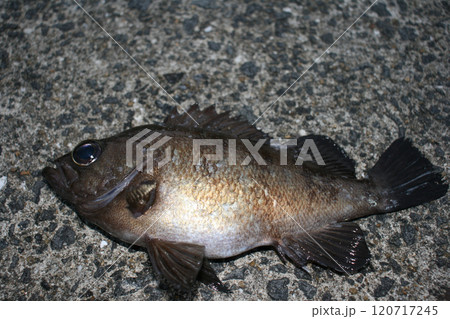 有明海のメバル 120717245