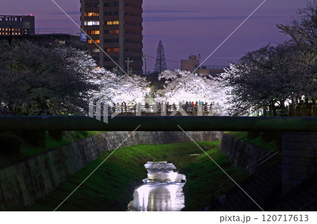山崎川　夜桜　ライトアップ 120717613