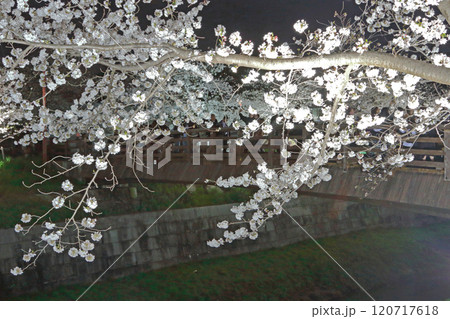 山崎川　夜桜　ライトアップ 120717618