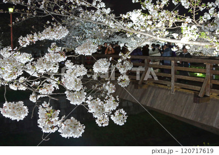 山崎川 夜桜 ライトアップ 山崎川 夜桜 ライトアップ 120717619