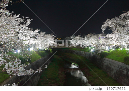 山崎川 夜桜 ライトアップ 山崎川 夜桜 ライトアップ 120717621