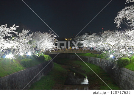 山崎川　夜桜　ライトアップ 120717623