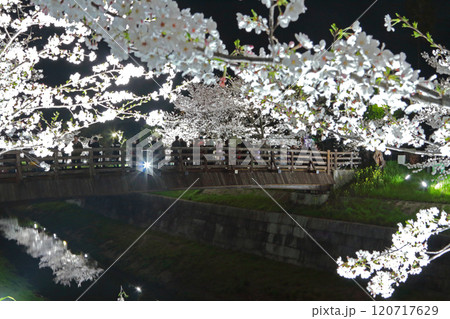 山崎川　夜桜　ライトアップ 120717629