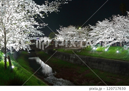 山崎川 夜桜 ライトアップ 山崎川 夜桜 ライトアップ 120717630