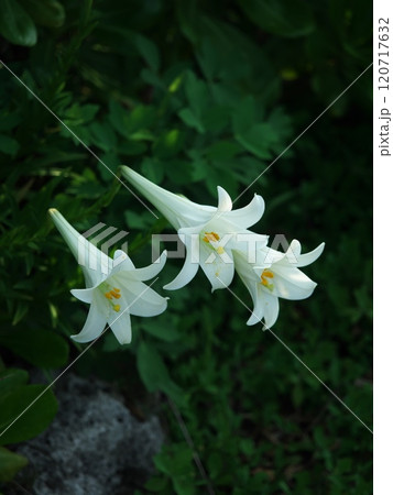 真栄田岬の遊歩道に咲くゆりの花　沖縄県恩納村 120717632