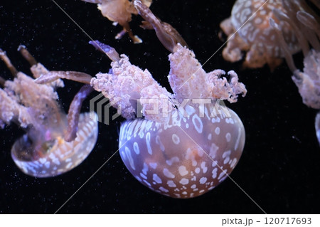 タコクラゲのいる水族館の水槽の風景 120717693