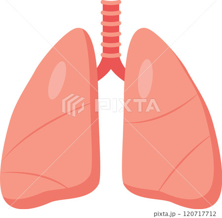 Detailed illustration of human lungs and respiratory system, emphasizing healthy breathing for wellness. Shows trachea to alveoli, vital for good health Detailed illustration of human lungs and respiratory system, emphasizing healthy breathing for wellness. Shows trachea to alveoli, vital for good health 120717712