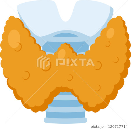 Detailed illustration of the thyroid gland, highlighting its follicular structure and colloid, essential for producing hormones that regulate metabolism and various bodily functions 120717714