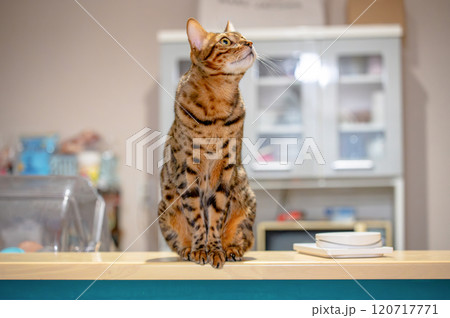 無邪気なベンガルキャット 無邪気なベンガルキャット 120717771