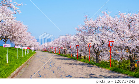 大河津分水桜並木 120717842