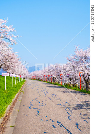 大河津分水桜並木 120717843
