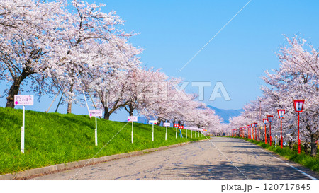 大河津分水桜並木 大河津分水桜並木 120717845