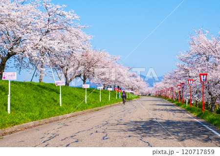 大河津分水桜並木 大河津分水桜並木 120717859