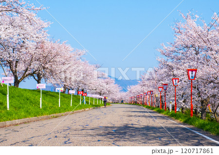 大河津分水桜並木 120717861