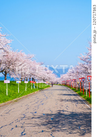 大河津分水桜並木 120717863