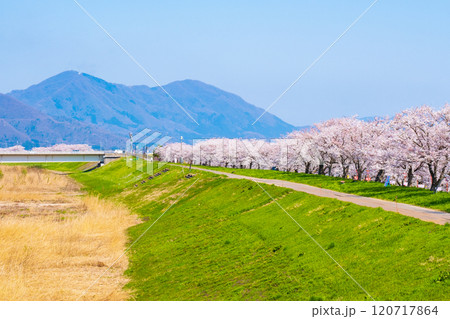 大河津分水桜並木 120717864