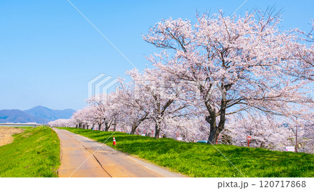 大河津分水桜並木 120717868