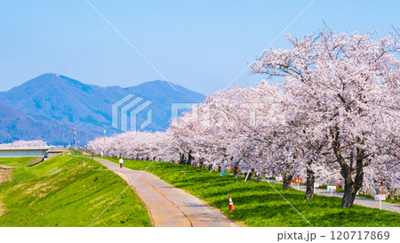 大河津分水桜並木 120717869