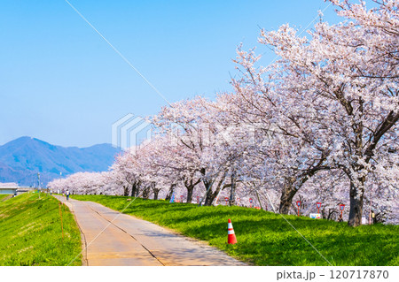 大河津分水桜並木 大河津分水桜並木 120717870