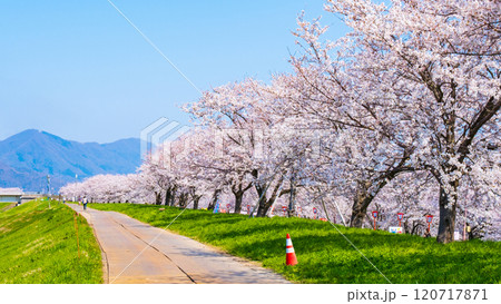 大河津分水桜並木 120717871