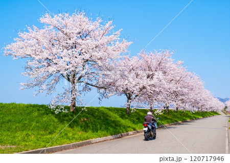 大河津分水桜並木 大河津分水桜並木 120717946