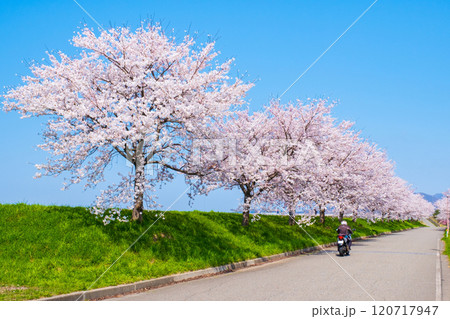 大河津分水桜並木 大河津分水桜並木 120717947