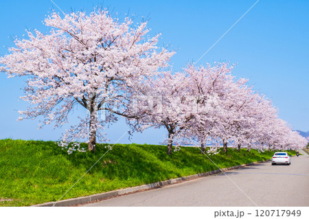 大河津分水桜並木 大河津分水桜並木 120717949