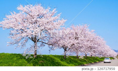 大河津分水桜並木 大河津分水桜並木 120717950