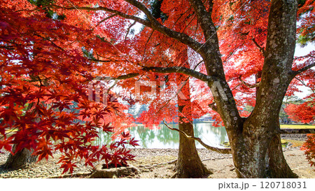 世界遺産毛越寺 赤く色づいた浄土庭園 岩手県 世界遺産毛越寺 赤く色づいた浄土庭園 岩手県 120718031