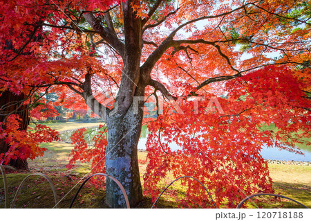 毛越寺 美しく紅葉した浄土庭園のモミジ 岩手県 毛越寺 美しく紅葉した浄土庭園のモミジ 岩手県 120718188