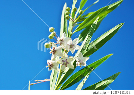 白いフウセントウワタの花(秋、十一月) 白いフウセントウワタの花(秋、十一月) 120718192