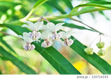 白いフウセントウワタの花(秋、十一月) 白いフウセントウワタの花(秋、十一月) 120718193