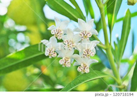 白いフウセントウワタの花（秋、十一月） 120718194