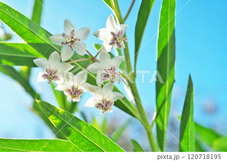 白いフウセントウワタの花(秋、十一月) 白いフウセントウワタの花(秋、十一月) 120718195