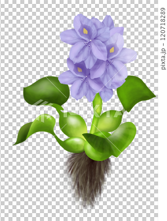 水葫蘆花的整體圖解 水葫蘆花的整體圖解 120718289