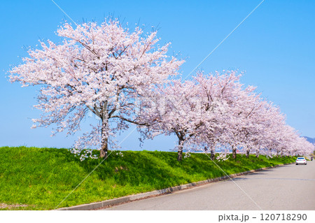 大河津分水桜並木 120718290
