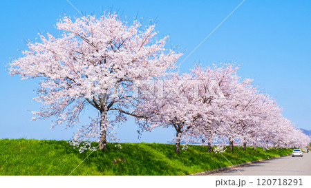 大河津分水桜並木 120718291