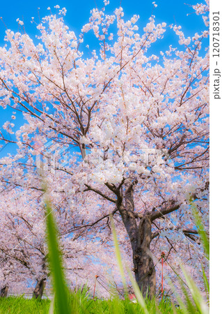 満開の桜(ソフトフォーカス) 満開の桜(ソフトフォーカス) 120718301